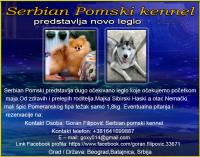 Serbian Pomski kennel predstavlja novo leglo